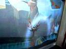 Metroid Prime 3 (humping flloor) glitch