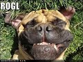 vERY fUNNY dOGS 3