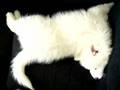Samojeed puppy sleeping