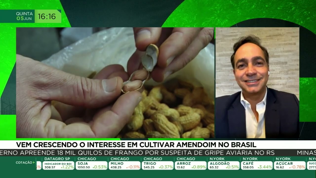 Vem crescendo o interesse em cultivar amendoim no Brasil