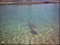 seaworld gold coast