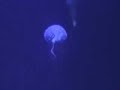 Sea Nettles and Jellyfish Sea Nettles and Jellyfish