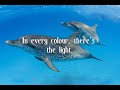 The Dream of the Dolphin ~ Enigma The Dream of the Dolphin ~ Enigma