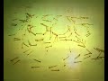 Jopo F�sforos Stop Motion