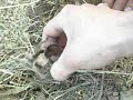 California (tarantula) Dreaming tinyfi