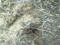 California (tarantula) Dreaming tinyfi