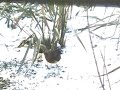 Rufous-sided Towhee