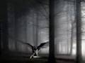 gothic video rammstein-Eifersucht