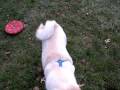 Cody playing basketball