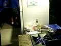 Greek Festival