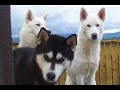 Siberian Husky Photos- Scotland
