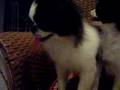 Japanese Chin video