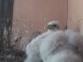 Peregrine siesta time after a really big feed