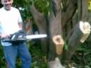 Steve cut my tree Steve cut my tree