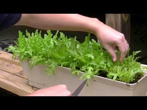 how to grow lettuce