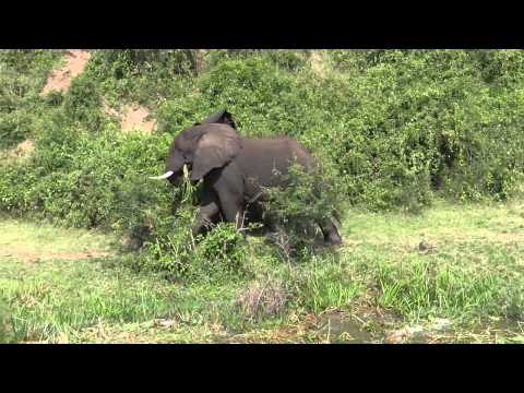 2 Days Murchison Falls Short Wildlife Safari ...