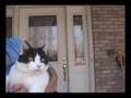 what-cats-really-thi