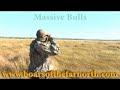 Barra, Buffalo and Boars