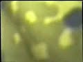 Danbat Dvor 1995, 8 af 9