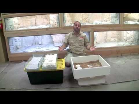 YouTube reptile video