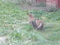 Nature - Foxes in Norbury London
