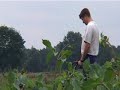 Buurtschap Schijf werkt op het dahlia veld voor bloemencorso Zundert.