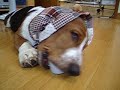 bassethound BLAIR puppy from Japan
