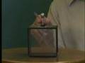 Physics Lab Demo 2: Electrostatic Induction
