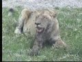 Lions Dec 25-26 Nkorho Pan Part 2 Lions Dec 25-26 Nkorho Pan Part 2