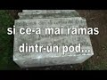 Muresul, la Cenad