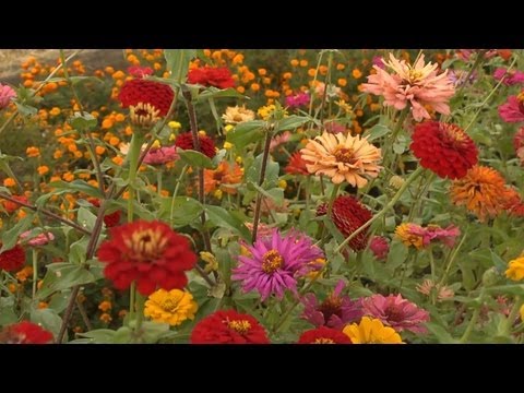 how to grow zinnias in a containers