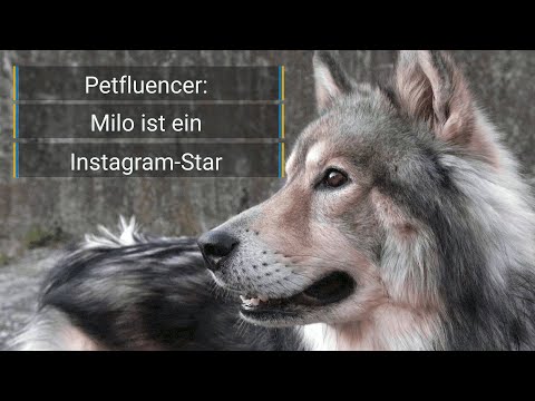 Petfluencer: Ein Hund als Instagramstar mit 57.000 Followern