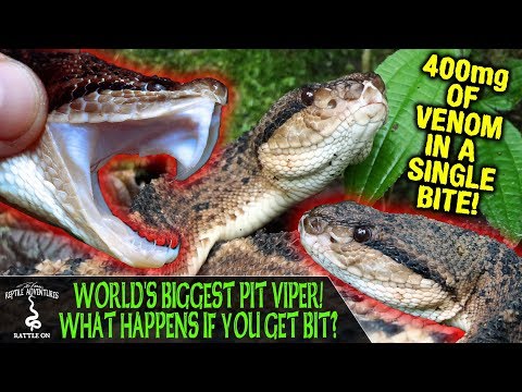 YouTube reptile video