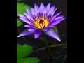 Ayurveda Massage - Kona Massage Big Island hawaii.mov