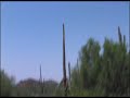Cacti in Tucson