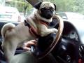 PUG CARLINO GG DRIVING CAR !!!