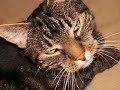 Kater Toni sucht ein neues Zuhause! Kater Toni sucht ein neues Zuhause!