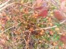 autumn leaves