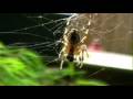 Testing JVC mini-DV camcorder