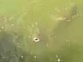 Fishes eating .. tats pond in jal...