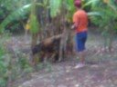 correndo atras do garrote
