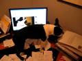 videos de Rohan Sings The Blues 2:  Singing Boston Terrier