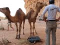 dromadaire assoiff�s dans le d�sert f du wadi rum en jordanie