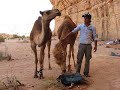 dromadaire assoiff�s dans le d�sert f du wadi rum en jordanie