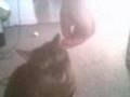 yiegh yinni the fat cat ep 002 meow mix reekers