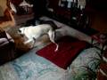 videos de Benson playing with his rope toy 23-11-08