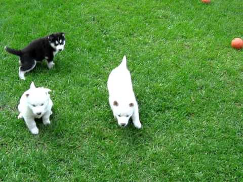 siberian husky