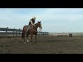 Second time in snaffle bit