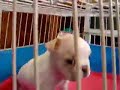 フレンチブルドッグ生後1ヶ月