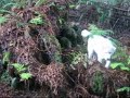 Stump Dogs